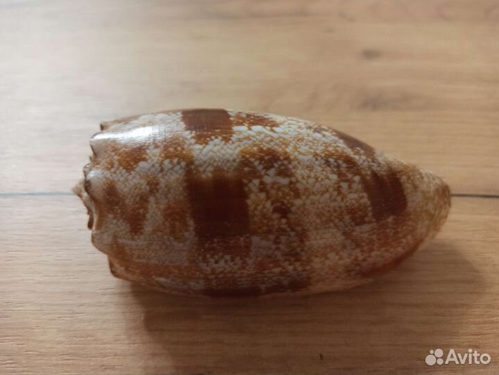 Морская раковина