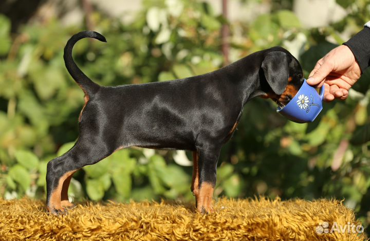 Доберман, щенки