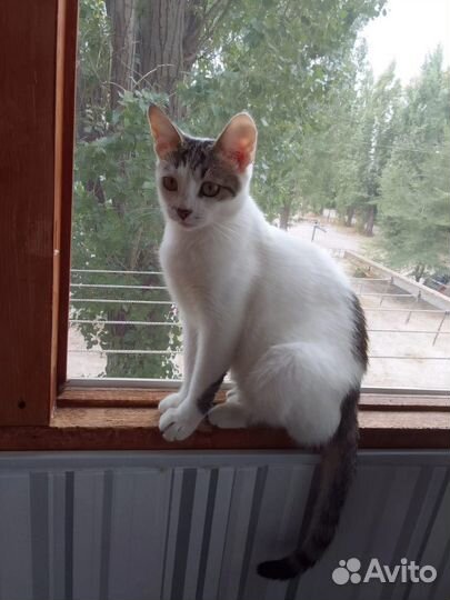 Кошка в добрые руки