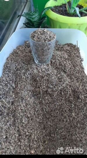 Семена укропа