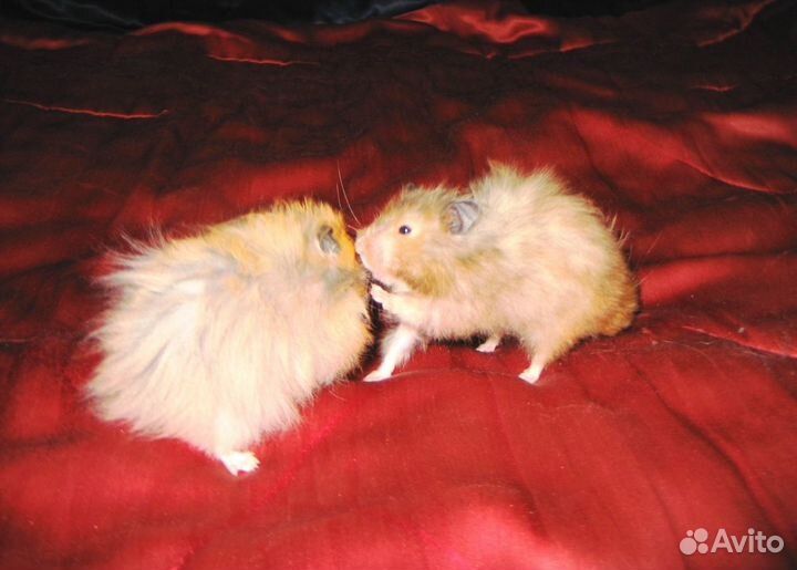 Возьму на передержку кошек и собак мелких пород, п