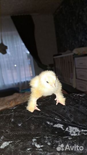 Брама Белая Инкубационное яйцо