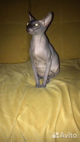 Котята канадский сфинкс