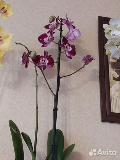 Орхидея фаленопсис