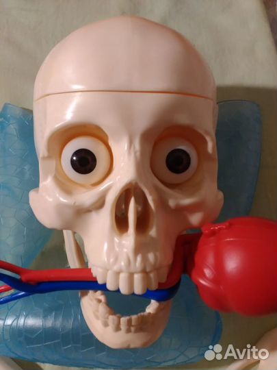 Скелет«Артем»(110см), внутренние органы+журналы