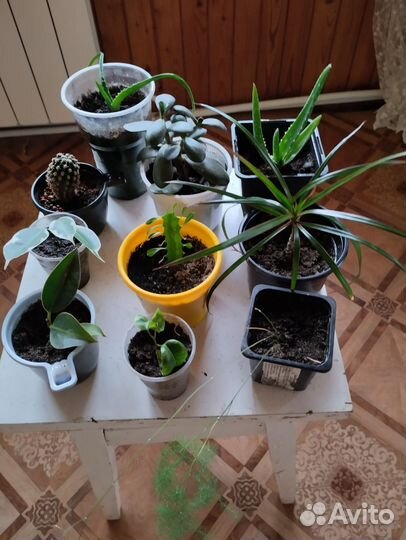 Комнатные цветы