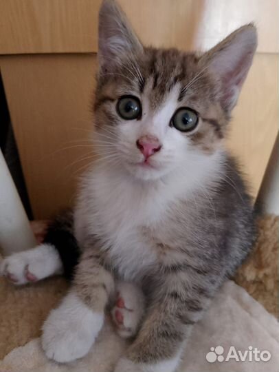 Котята