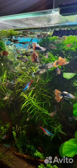 Гуппи,меченосцы,креветки