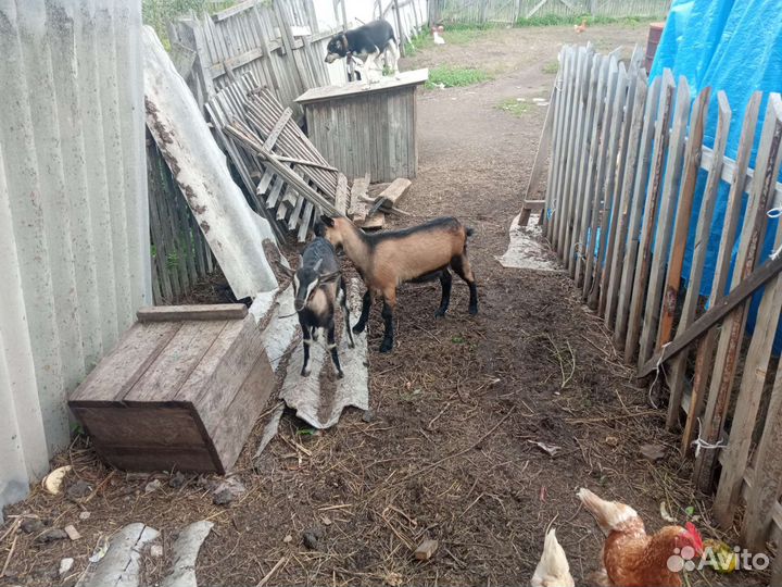 Козлята, 2,5 месяцев от роду. 3 штуки. 1 коз6 м