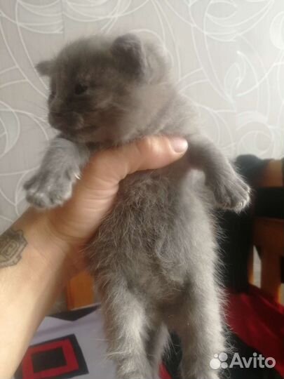 Котята в добрые руки бесплатно