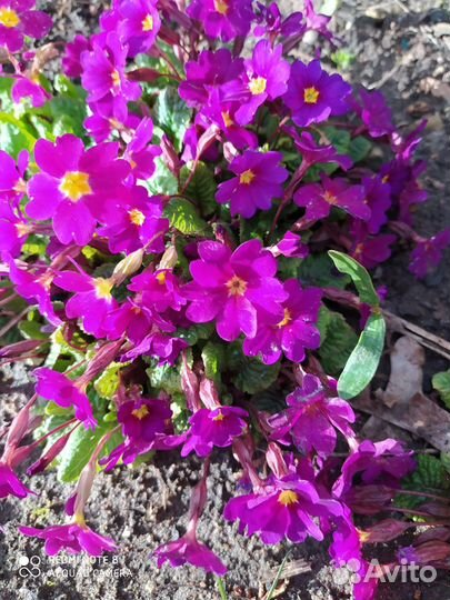 Многолетники садовые