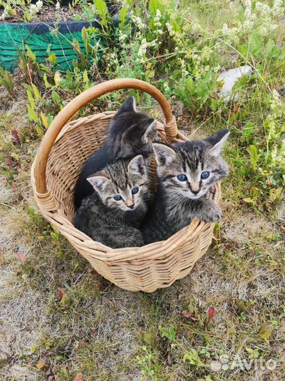 Котята в добрые руки бесплатно