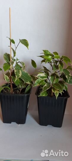 Фикус бенджамина