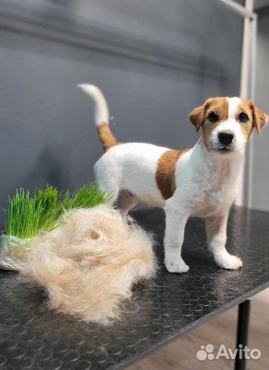 Эксперсс-линька для собак