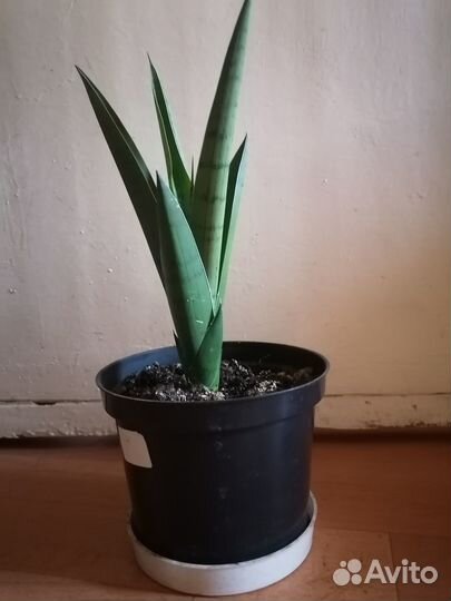 Сансевиерия Габриэлла