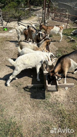 Коза нубийская