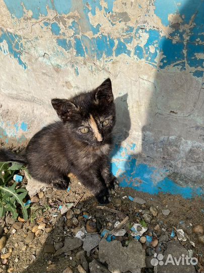 Котята отдам в добрые руки