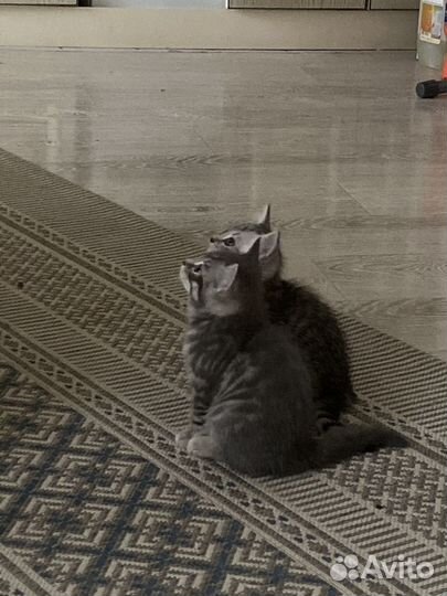 Отдаю котят в добрые руки. Мальчики