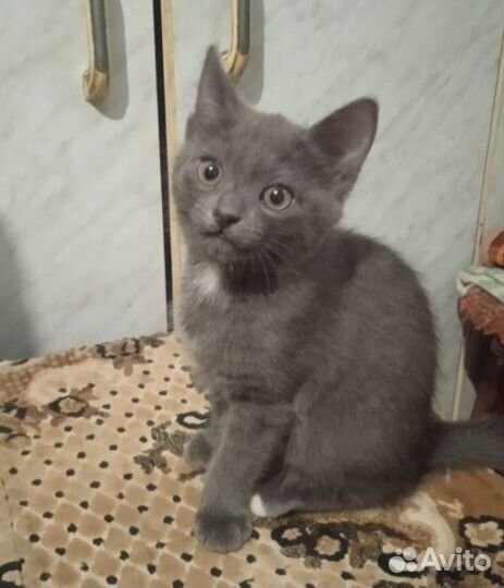 Котенок в добрые руки