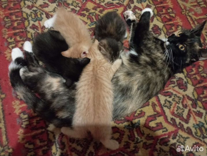 Кошка в дар бесплатно