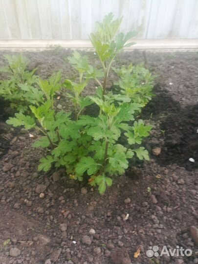 Хризантема желтая. Высокая