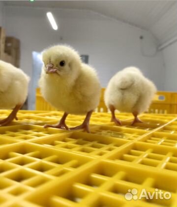 Бройлер суточный Кобб-500, Росс-308 в Чертково