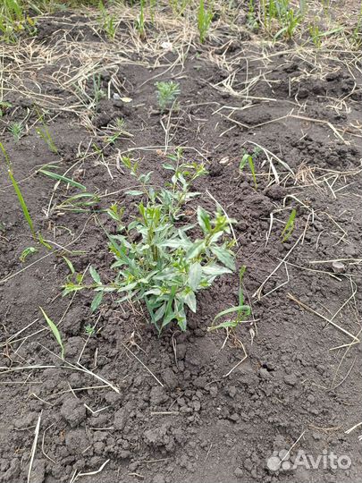 Саженцы ягоды годжи