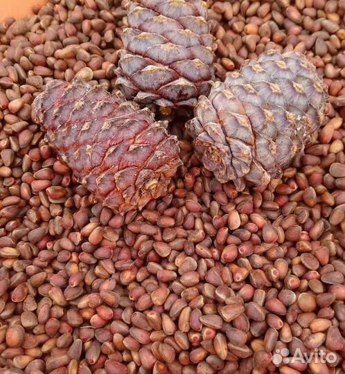 Орех кедровый урожай 2023