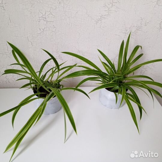 Хлорофитум