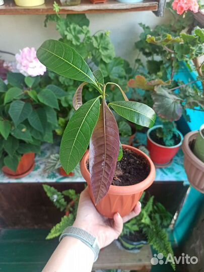 Манго растение