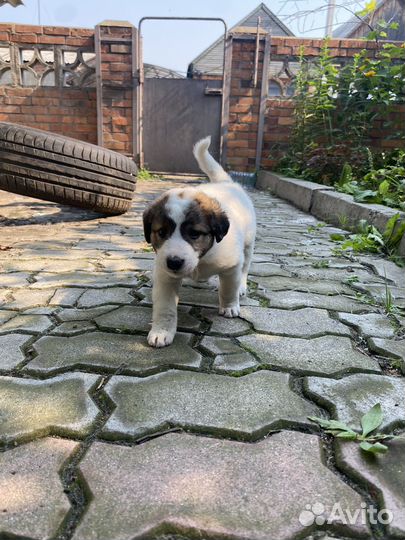 Пёсик Лёлик в добрые ручки