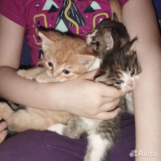 Отдам котят в добрые руки