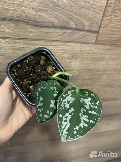 Сциндапсус пиктус