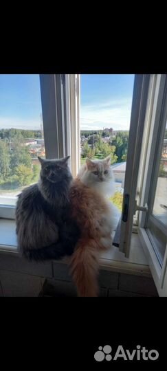 Отдам кота в добрые руки