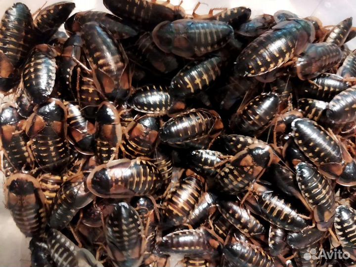 Аргентинский таракан