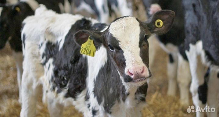 Телята бычки скороспелые