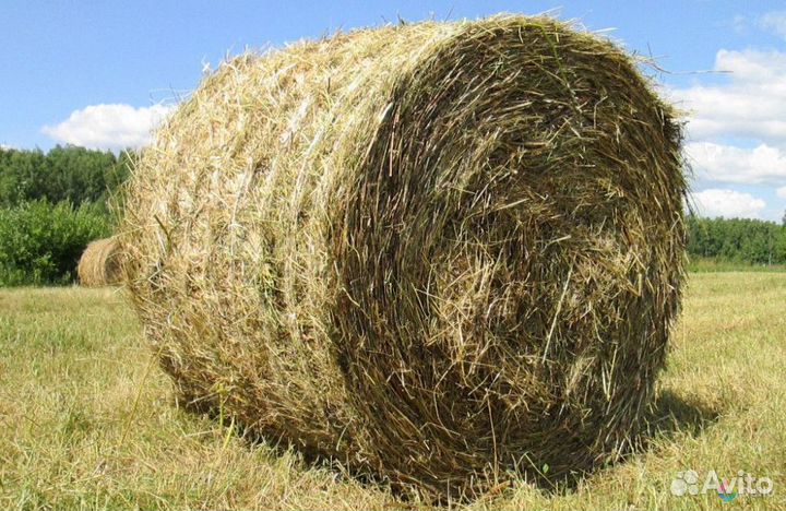 Сено в тюках