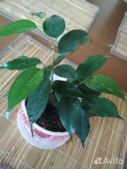 Комнатные растения и цветы