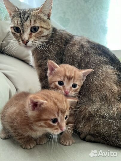 Рыжие котята