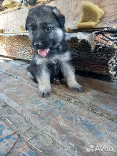 Продам щенков вео