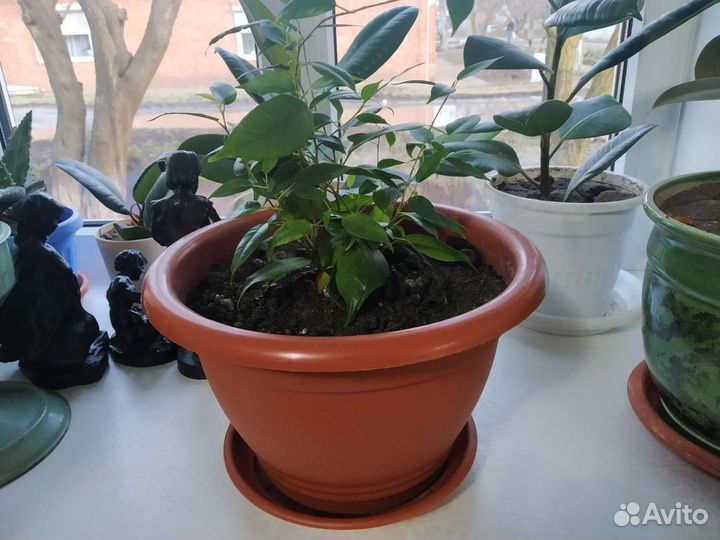 Фикус и Архидея