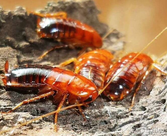 Туркменские тараканы, кормовые тараканы