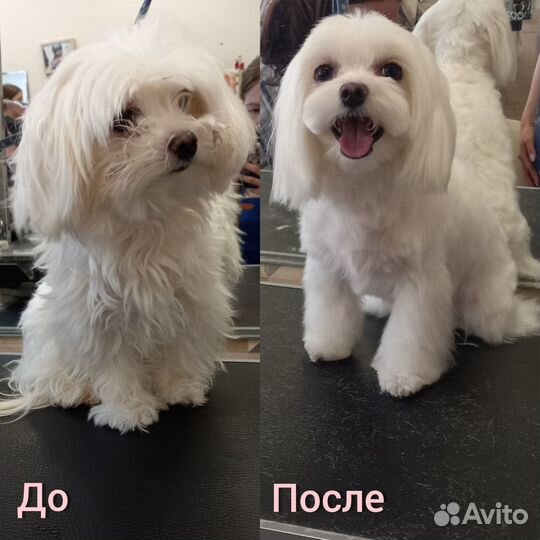 Груминг, стрижка, экспресс-линька, тримминг