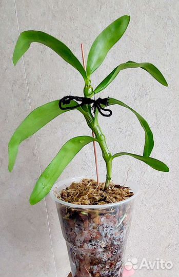 Орхидея Дендробиум,Зигопеталум