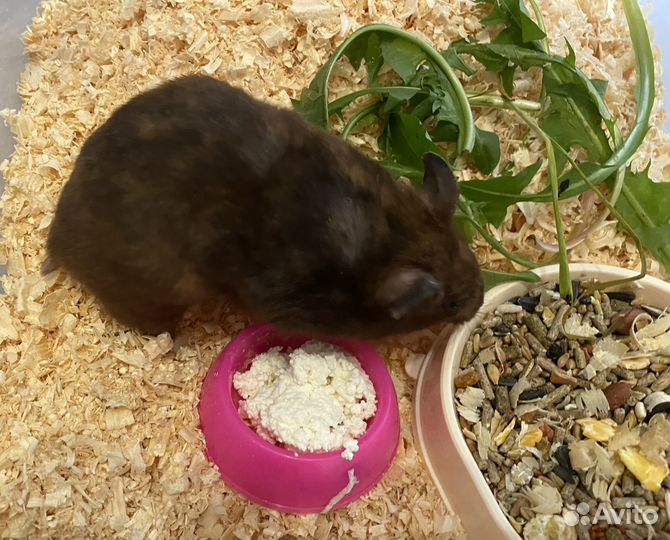 Сирийский хомяк девочка бесплатно