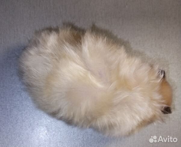 Хомяки блестящие сатиновые ангорские сатин