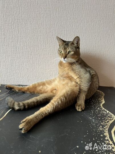 Кот вязка бесплатно