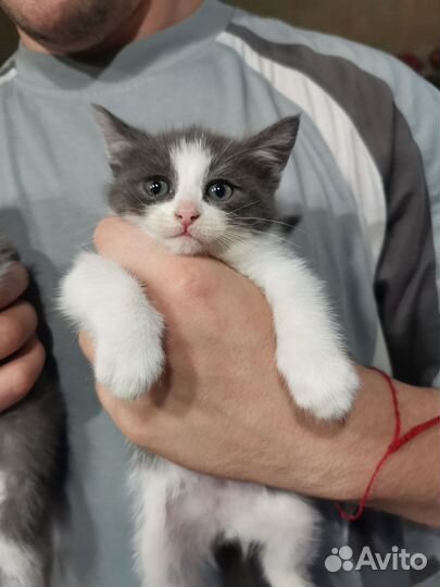 Котята в дар