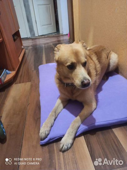 Лежанка-матрас для собак