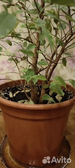 Фикус бенджамина